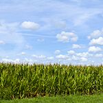 Corn field under horizon