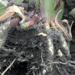 Corn Roots with Rootworm Larvae