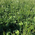 Close up of cover crops