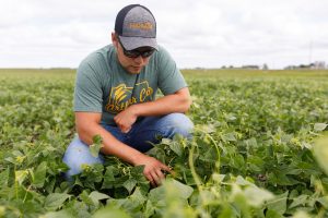 arthur companies agronomist scouting soybean field