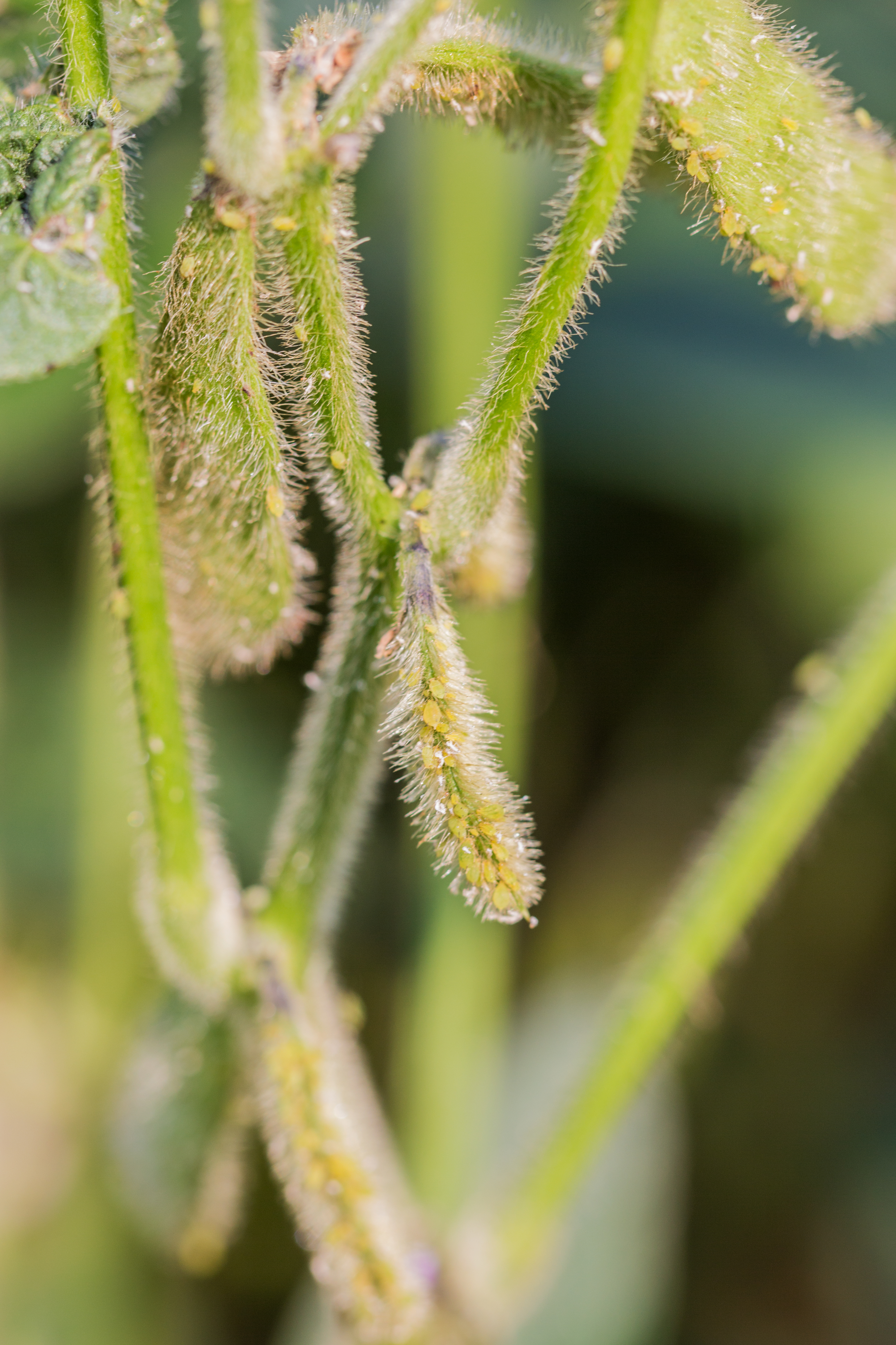 close up of soybean aphids on crop