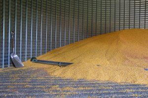 A pile of corn inside of a grain bin.