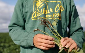 arthur companies agronomist scouting soybean plant roots