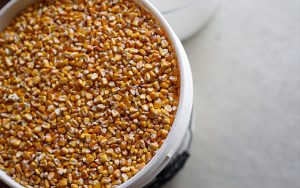 Corn in Bucket