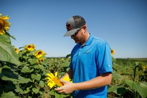 Agronomist Inspecting Sunflower Plant