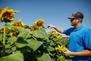 Agronomist Showing Sunflower Field