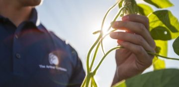 Agronomist holding maturing soybean plant